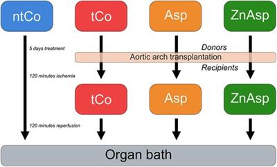 Zinc-aspirin preconditioning reduces endothelial damage of arterial grafts in a rodent model of revascularization